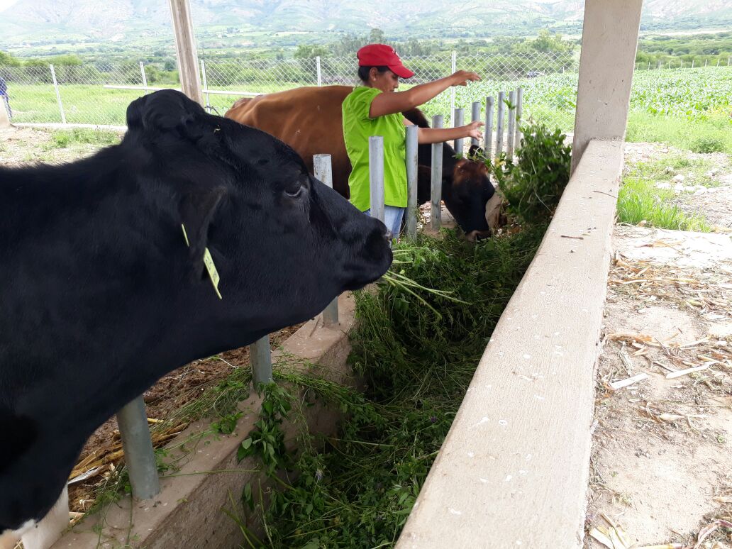 vacas