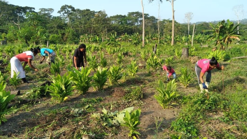 raices_colombia 24