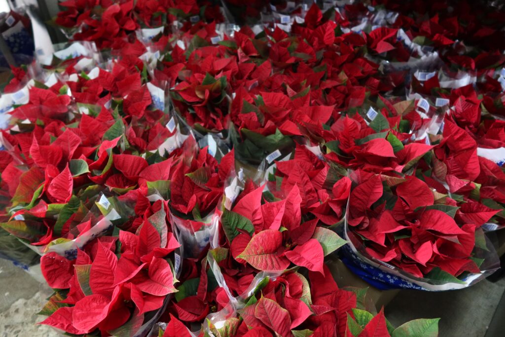 FLORES DE PASCUA SOLIDARIAS
